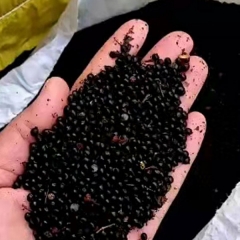 Sichuan Pepper seeds 1kg