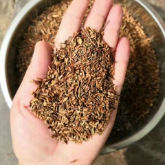 Forsythia suspensa/Fructus Forsythiae seeds 1kg
