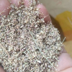 RED WILLOW seeds 1kg