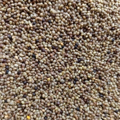 Idesia polycarpa seeds 1kg