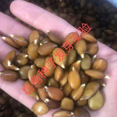 Gleditsia sinensis/Saponin seeds 1kg
