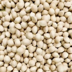 Ginkgo biloba/Gingko seeds 1kg
