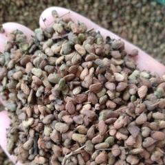 Cotinus coggygria seeds/ Cotinus coggygria Scop seeds 1kg