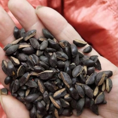 Mytilaria laosensis seeds 1kg