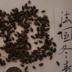Viburnum odoratissinum seeds/Viburnum awabuki seeds 1kg