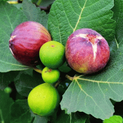 Fig seeds 1kg