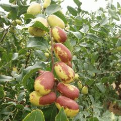 Chinese date seeds 1kg