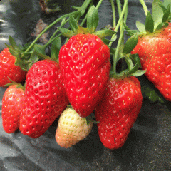 strawberry seeds 1kg