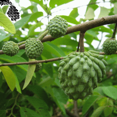 Custard apple seeds