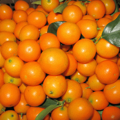 Kumquat seeds 1kg