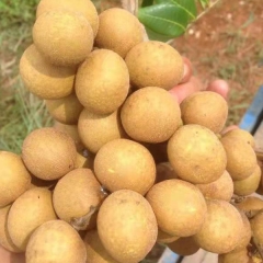 longan seeds