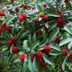 Myrica rubra seeds 1kg