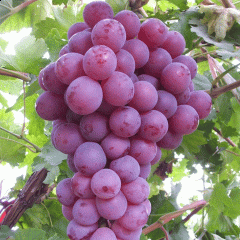 grape seeds 1kg