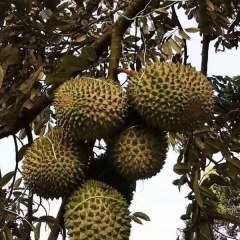 Durian seeds 1kg