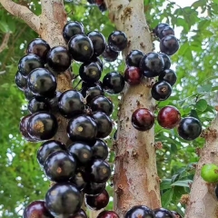 jaboticaba seeds 1kg