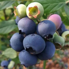 Blueberry seeds 1kg