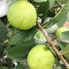 White guava seeds 1kg