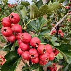 Hawthorn seeds 1kg