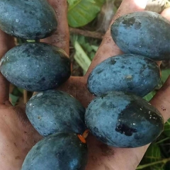 Black olive seeds 1kg