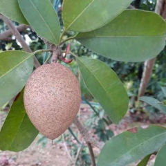 Sapodilla seeds 1kg