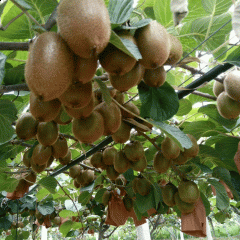 Kiwi seeds 1kg