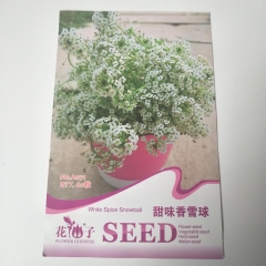 sweet alyssum seeds 60 seeds/bags