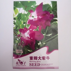 polyphyll morning glory seeds 10 seeds/bags