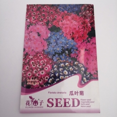 cineraria seeds 20 seeds/bags