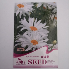 shasta daisy seeds 50 seeds/bags