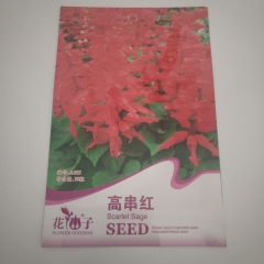 scarlet sage seeds 30 seeds/bags