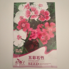 Dianthus chinensis seeds 80 seeds/bags
