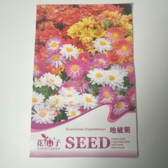 ground-cover chrysanthemum seeds 30 seeds/bags