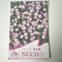 New York Aster seeds 50 seeds/bags