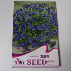 violet queen seeds 40 seeds/bags