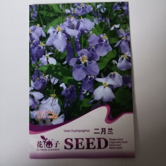 Orychophragmus violaceus seeds 100 seeds/bags