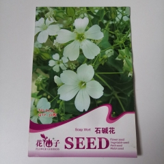 Saponaria officinalis seeds 30 seeds/bags