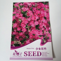 Maiden pink seeds 30 seeds/bags