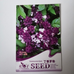 Clove Basil seeds 30 seeds/bags