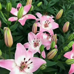 Pink Lily bulb for planting