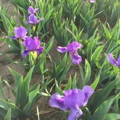 Iris tectorum bulb for planting