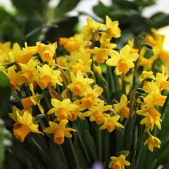 daffodil bulb for planting