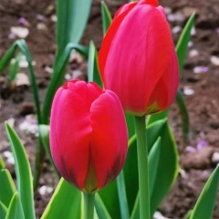 Red Tulip bulb for planting