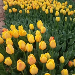 Yellow Tulip bulb for planting