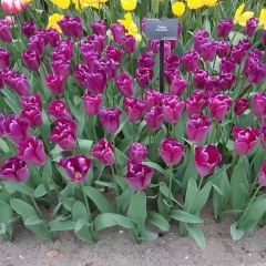 Purple Tulip bulb for planting
