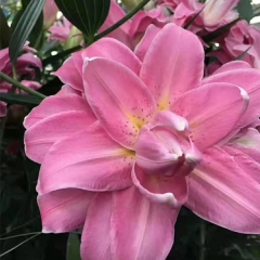 Rose red Lily bulb for planting