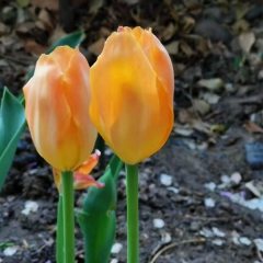 Yellow Tulip bulb for planting