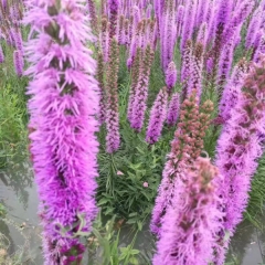 Liatris bulb for planting