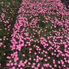 Zephyranthes grandiflora bulb for planting