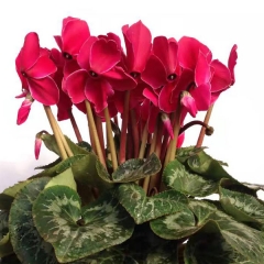 cyclamen seeds 100seeds/bag