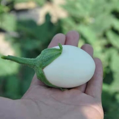 White eggplant seeds 1kg